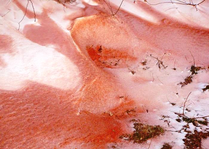 Выпал розовый снег. Оранжевый снег. Розовый снег. Оранжевый снег в Сибири.