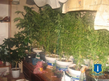 Плантация марихуаны на квартире оборот наркотиков сроки