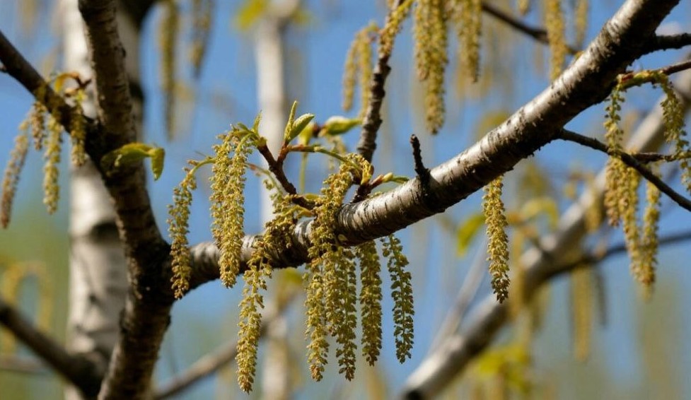 Названы сроки начала сезона «березовой» аллергии в Ульяновской области