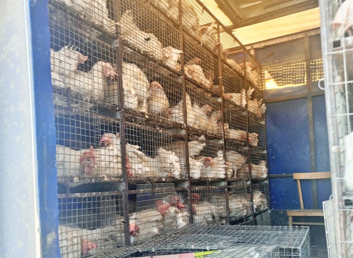 В Ульяновск не пустили «беспаспортных» кур