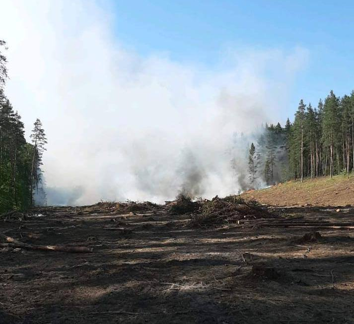 Лес 24. Пожар Ульяновск природвв. Лесные пожары в Ульяновской области. Лесные пожары на территории Ульяновской области. Горит лес в Артюшкино Ульяновской обл.