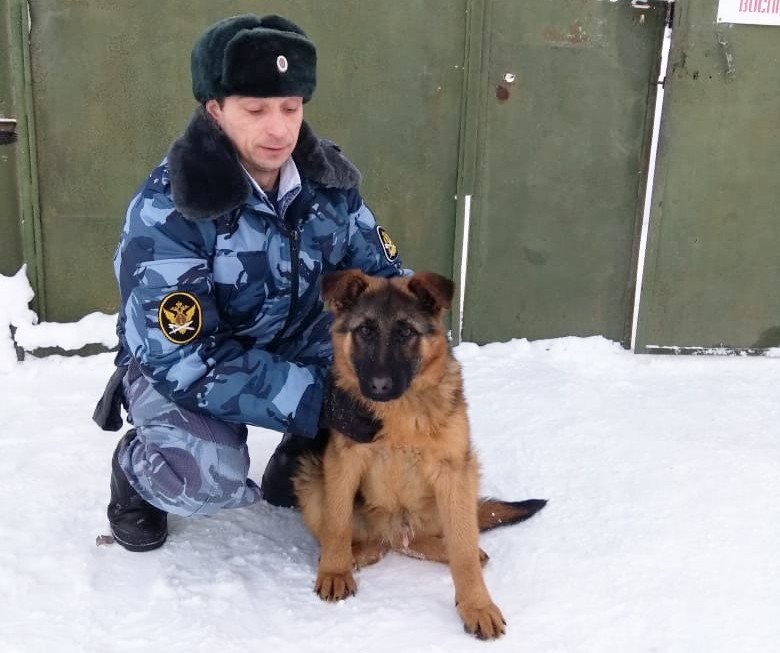 Десять щенков из Ульяновска поступили на службу в кировский УФСИН