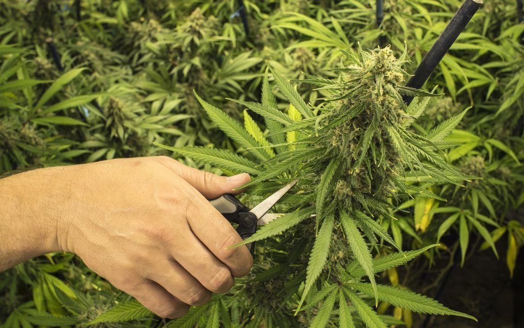 Посадили за дикорастущую коноплю помогает ли марихуана при головных болях