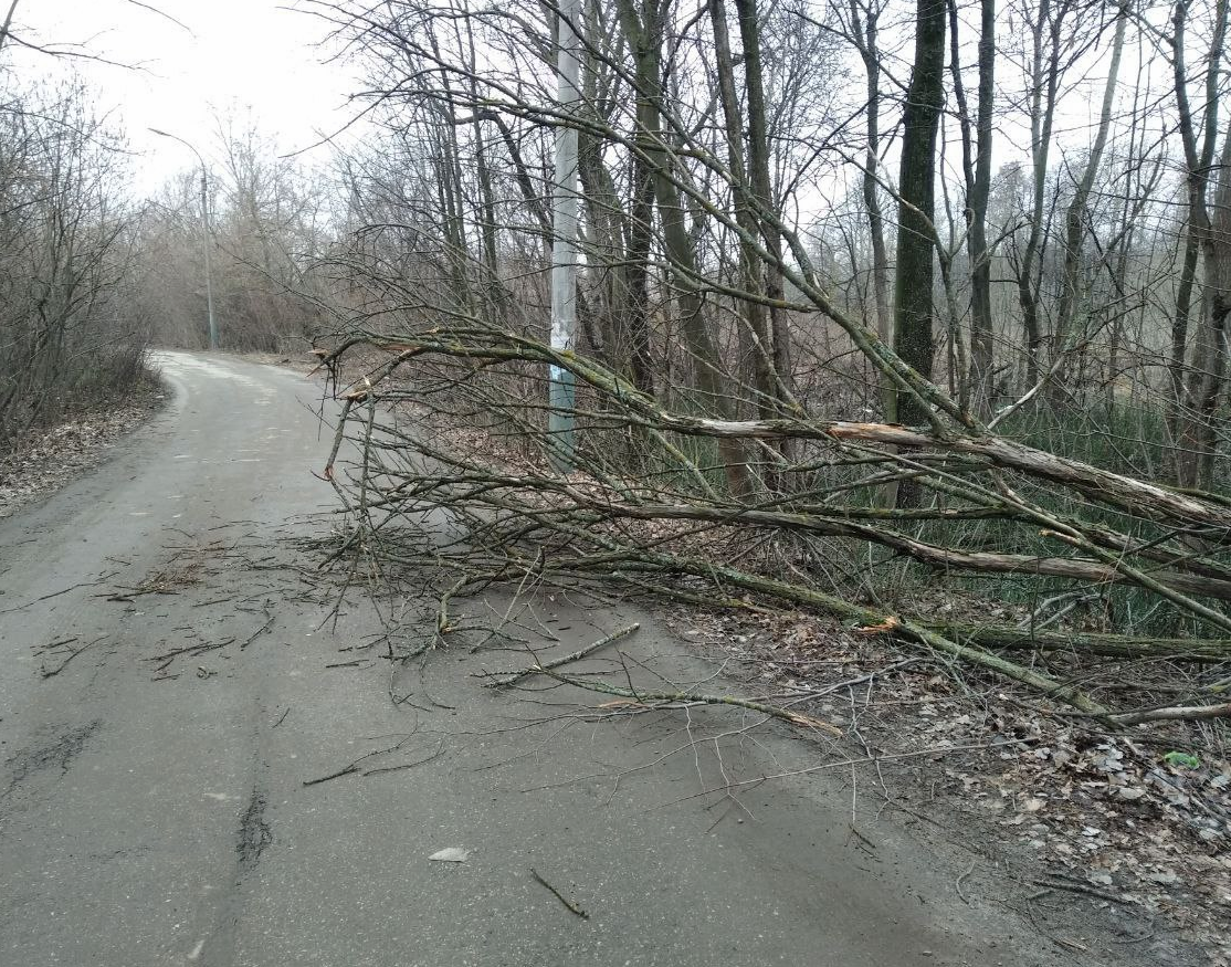 Дерево упало на дорогу