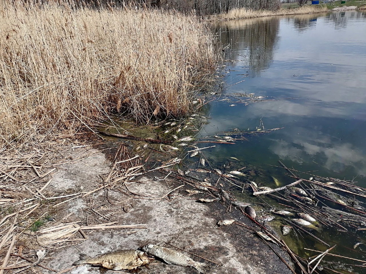 Пустота и вонь на Солдатском озере: сдохла рыба, улетели утки и сбежали бобры