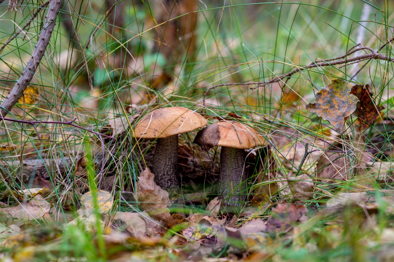 «Все равно, что камней поесть!» Ульяновские токсикологи рассказали, почему не едят грибы
