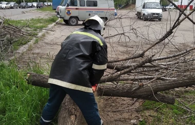 В Засвияжье аварийное дерево перекрыло дорогу