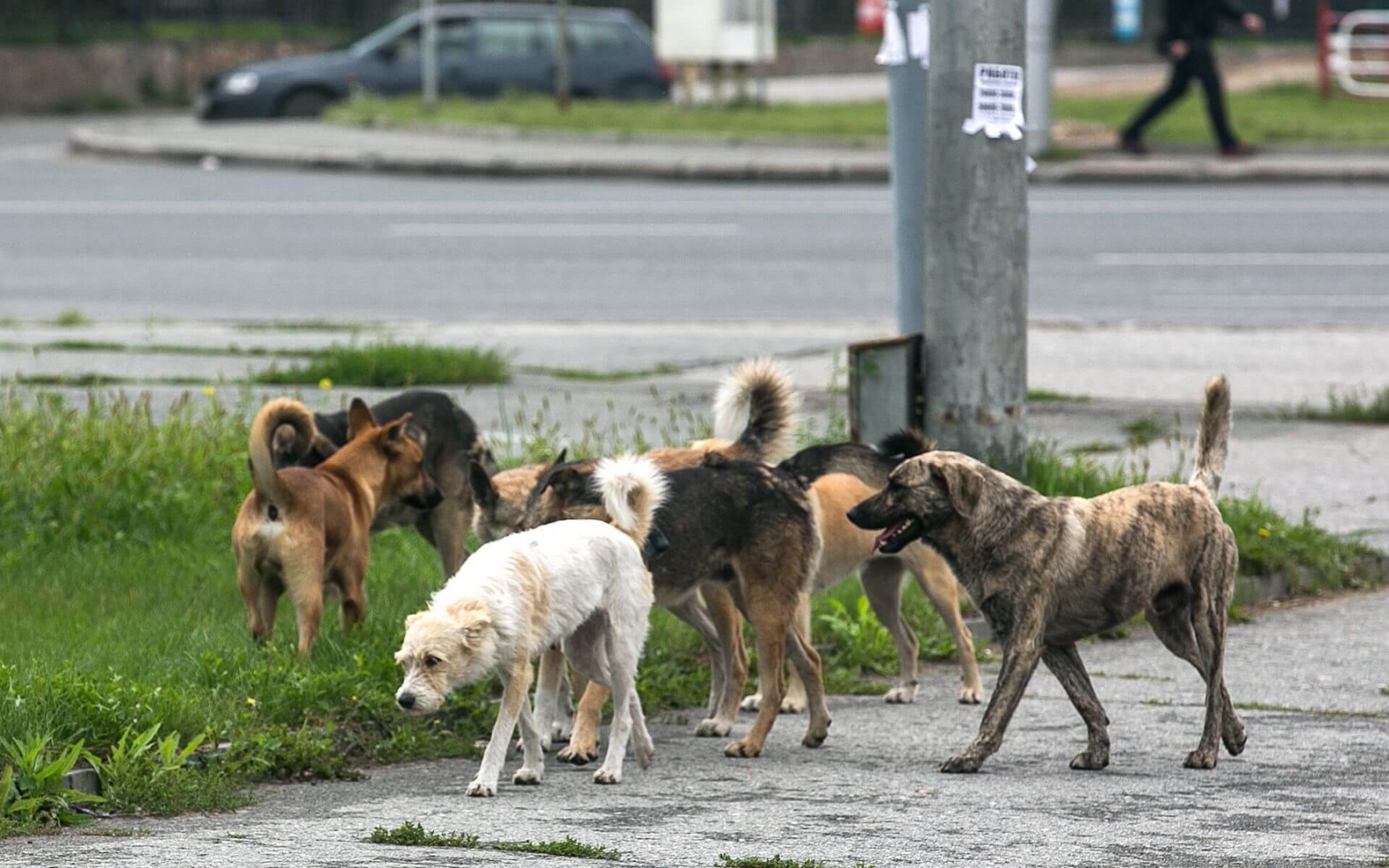 Ульяновский депутат взялась за бездомных собак, алкоголь и электронные сигареты