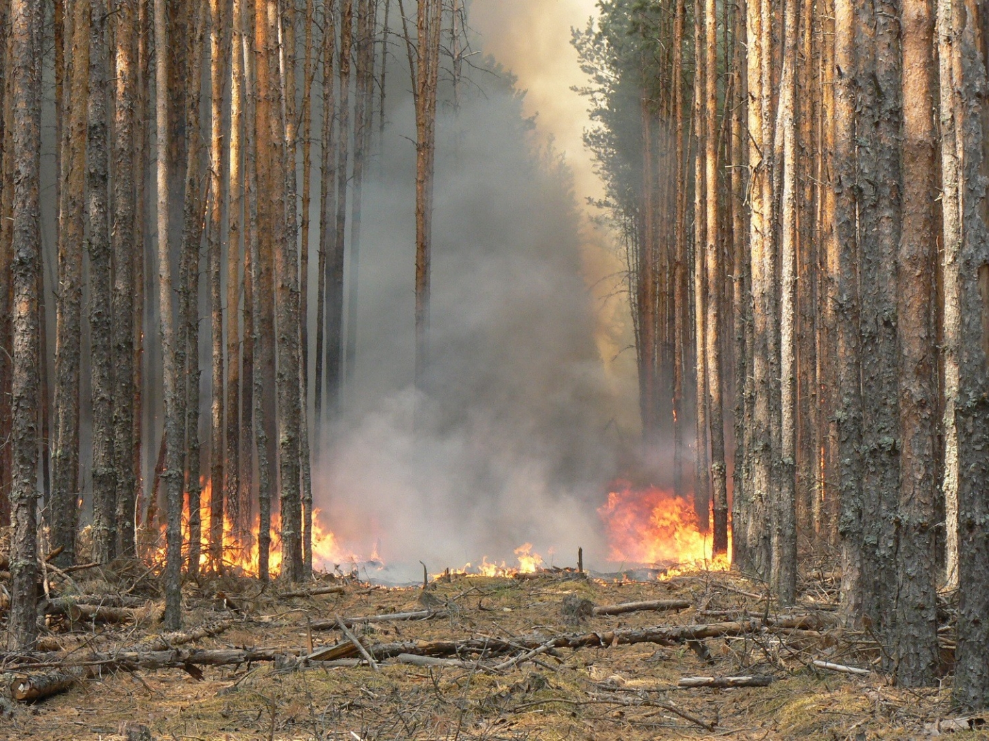 В Ульяновске установлен «желтый» уровень пожарной опасности