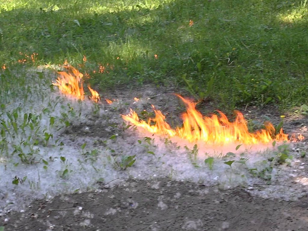 МЧС предупреждает ульяновцев о «пуховых» пожарах