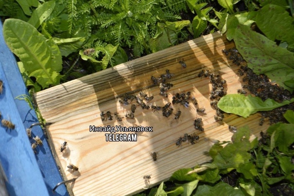 В Майнском районе гибнут пчелы: пасечники винят аграриев
