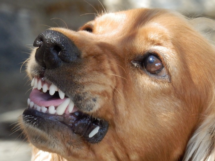 Бродячие собаки загрызли стадо баранов в «Мостовой»