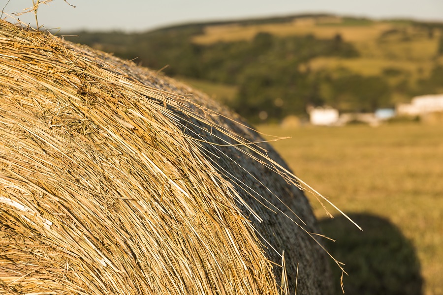 В Ульяновской области ударными темпами заготавливают сено и сенаж