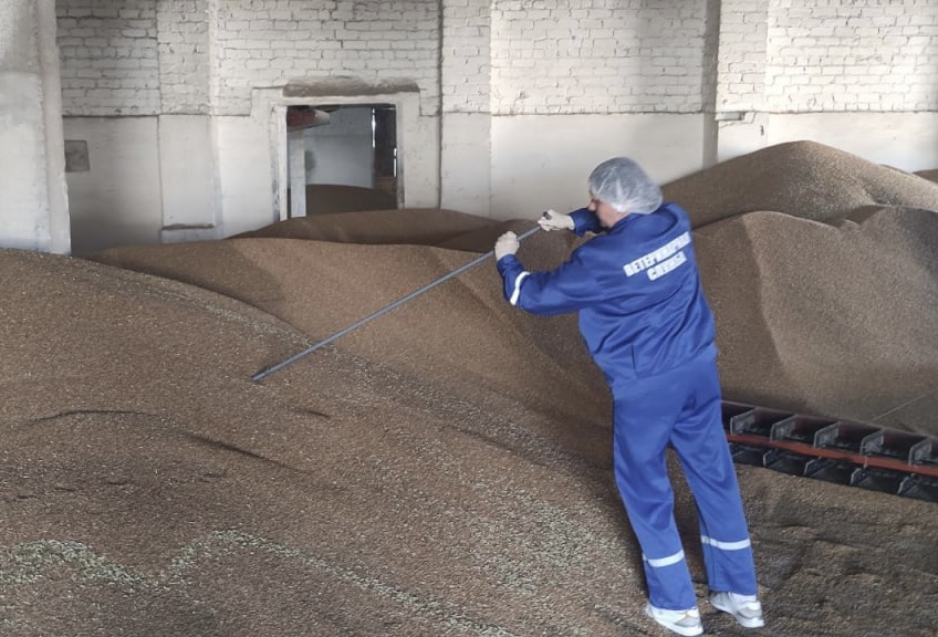 Ульяновскую пшеницу проверят на безопасность