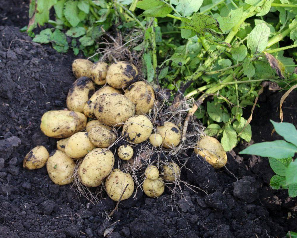 Ульяновцы смогут набрать на полях картошки по 12 рублей за кг