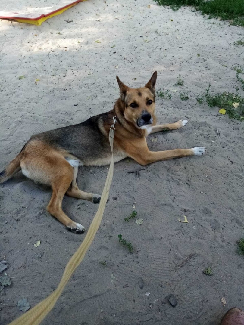 Ульяновские зоозащитники ищут дом псу Тарзану, его хозяин погиб