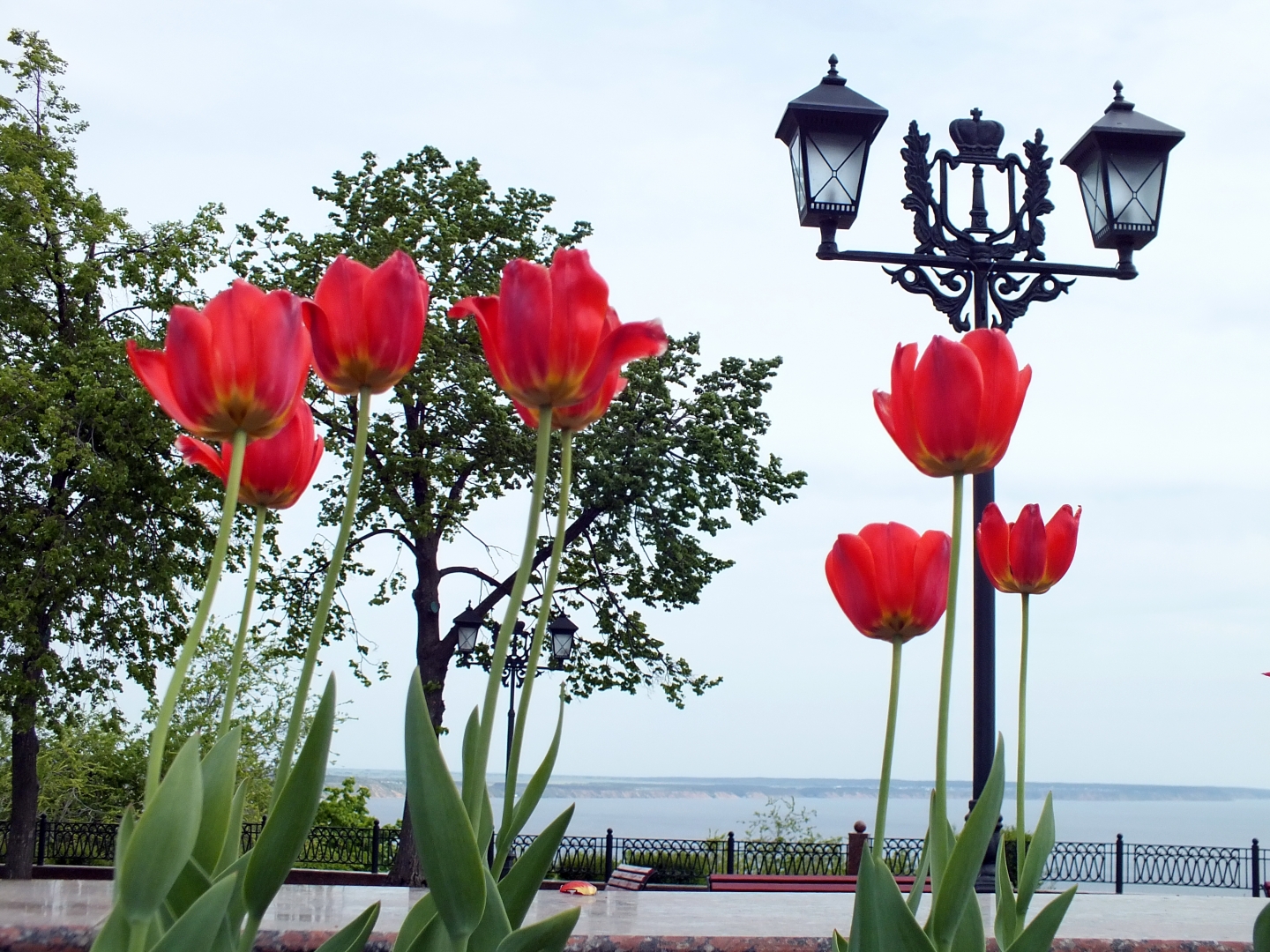 Весной на улицах Ульяновска расцветут более 100 тысяч тюльпанов