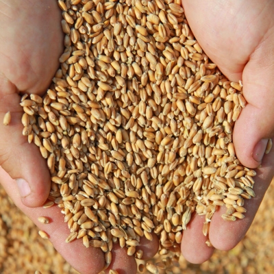 Ульяновские аграрии за год отправили на экспорт 43 тысячи тонн зерна