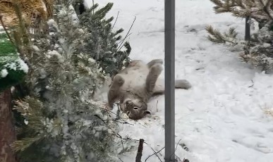 Рысь Сева из ульяновского зоопарка обрадовалась мартовскому снегу