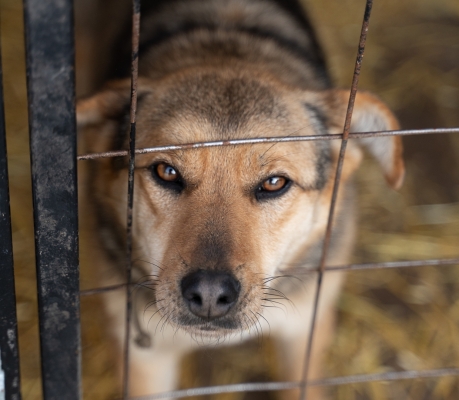 В Ульяновске бездомных собак поставили на учет