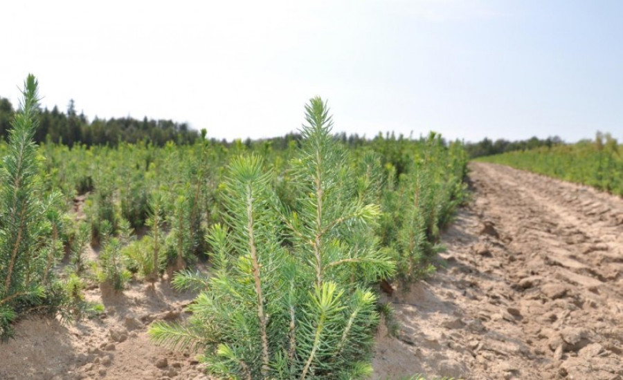 В лесах Ульяновской области высадят 15 миллионов новых деревьев