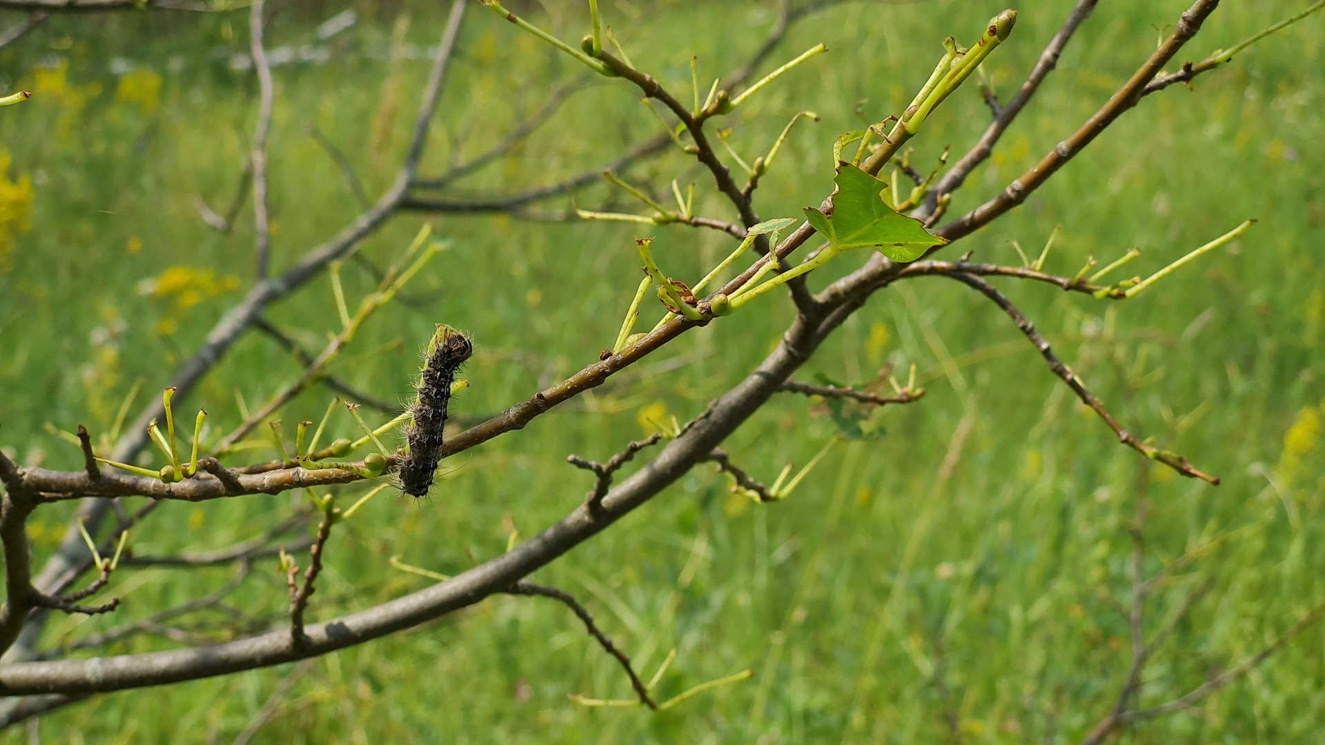 В Ульяновске нашествие прожорливых гусениц шелкопряда: атакуют дуб, березу, яблоню, розы