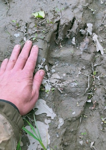 В Барышском районе обнаружили следы еще одного медведя