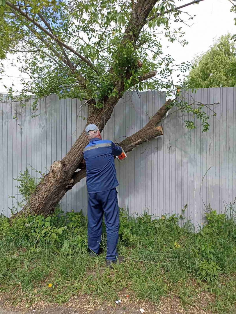 В Ульяновске убрали 201 аварийное дерево