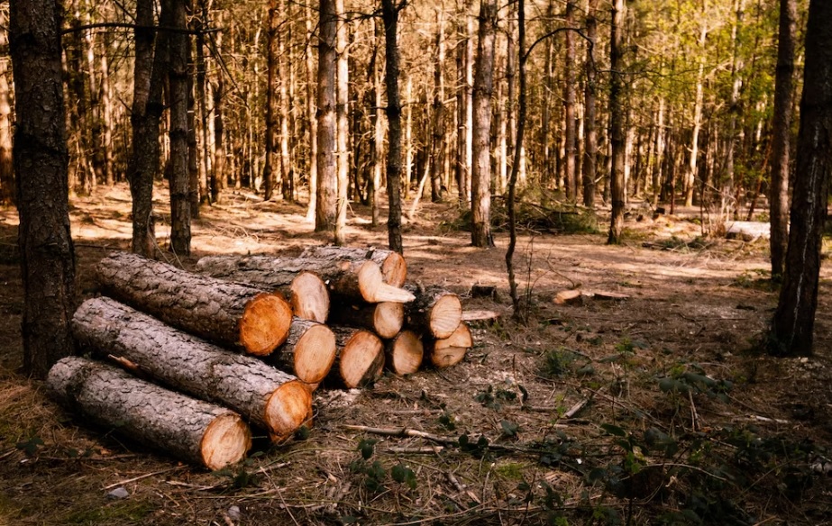 Как ульяновцам получить древесину по льготной цене