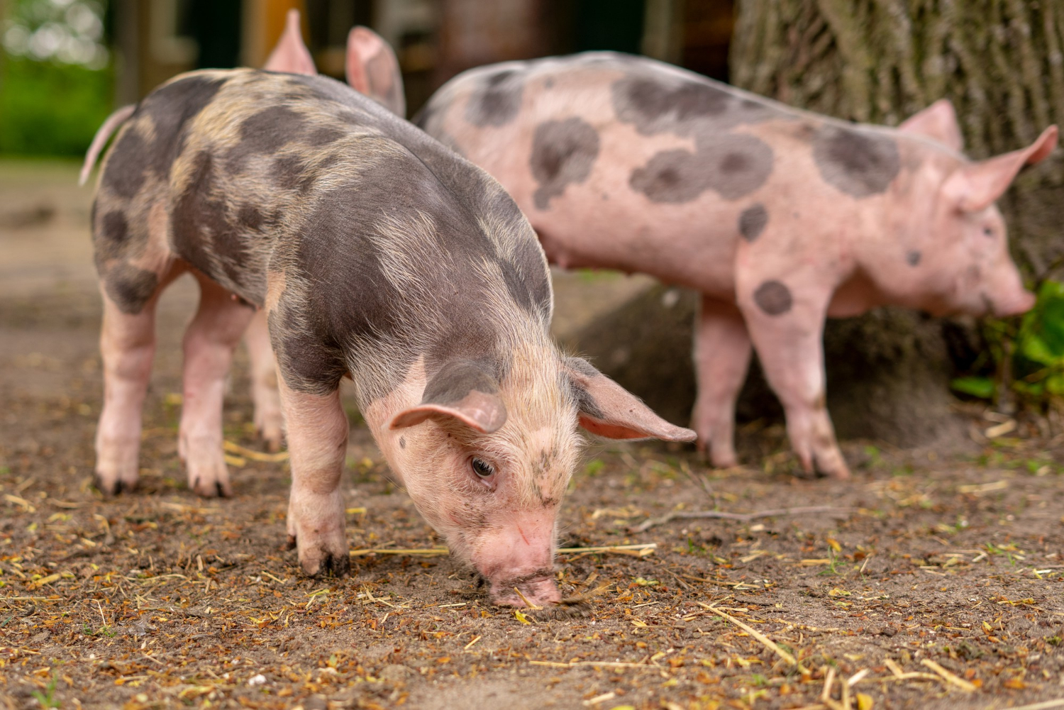 В Ульяновской области выявили случай африканской чумы свиней