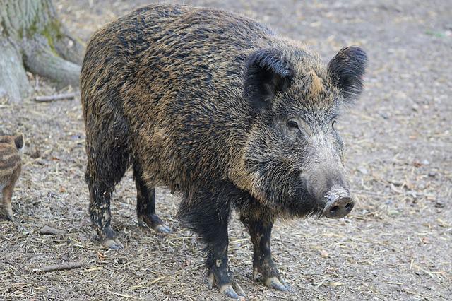 В одном из районов Ульяновской области вспышка чумы свиней
