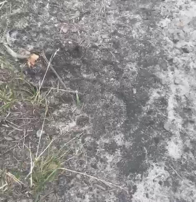 В барышском лесу обнаружили медвежьи следы