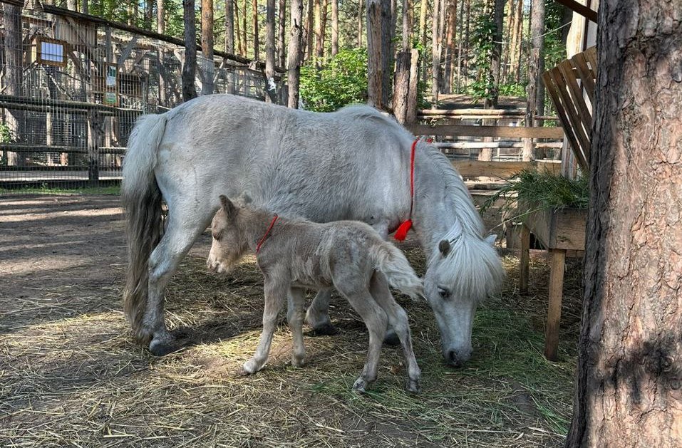 В Ульяновском зоопарке родился жеребенок