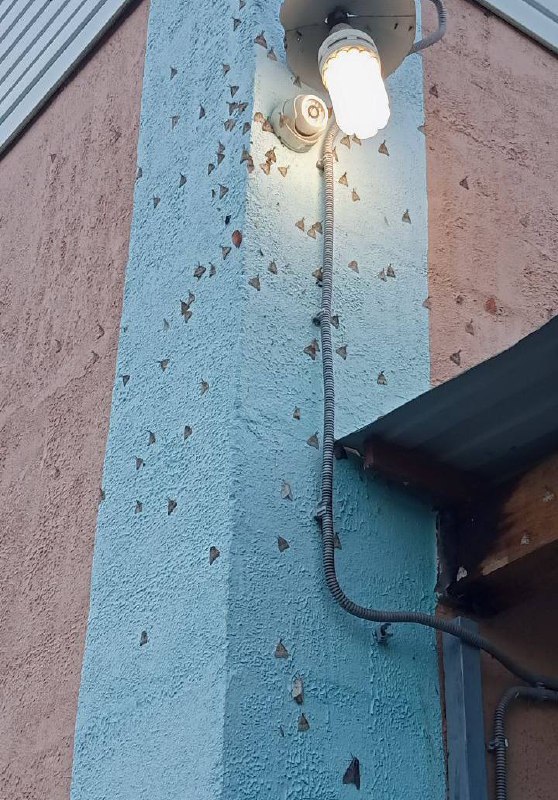 Бабочки непарного шелкопряда атакуют дачников Чердаклинского района