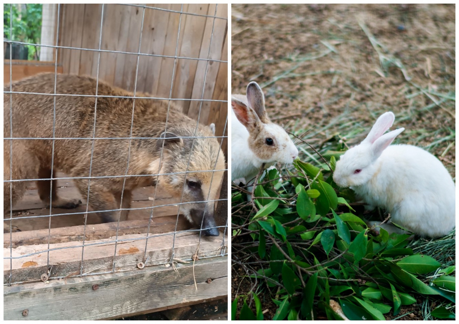 В Ульяновском зоопарке появились зайцы и носуха
