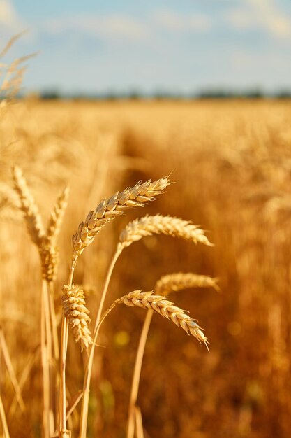 Ульяновские селекционеры запатентовали три новых сорта пшеницы