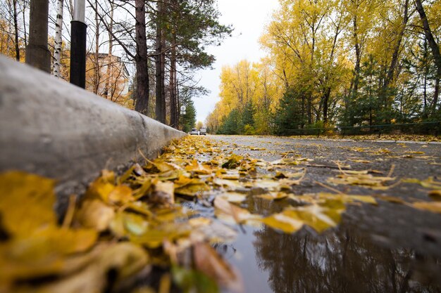 Днем до плюс 8 градусов, дождь и мокрый снег: погода в Ульяновске на 9 октября