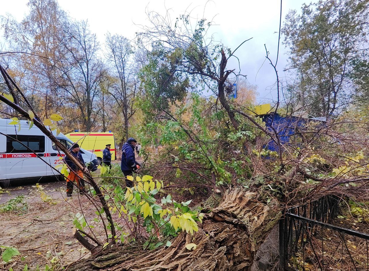 В соседнем с Ульяновской областью регионе сваленное ветром дерево убило человека