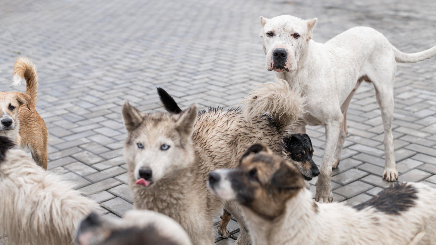 Предложено стерилизовать всех ульяновских собак – денег на борьбу с бродячими не хватает