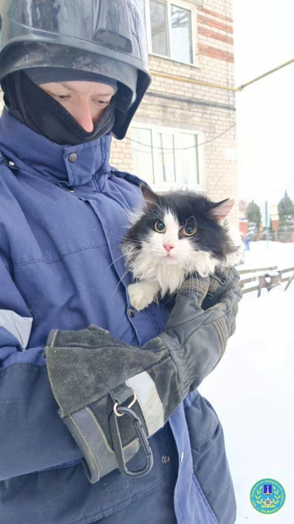 В Ульяновске спасли кошку