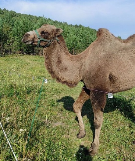 В Базарном Сызгане сбежала верблюдица, ульяновцев просят помочь с поисками