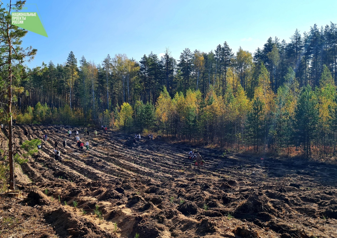 На коллегии минприроды обсудили экологию и сохранение лесов в Ульяновской области