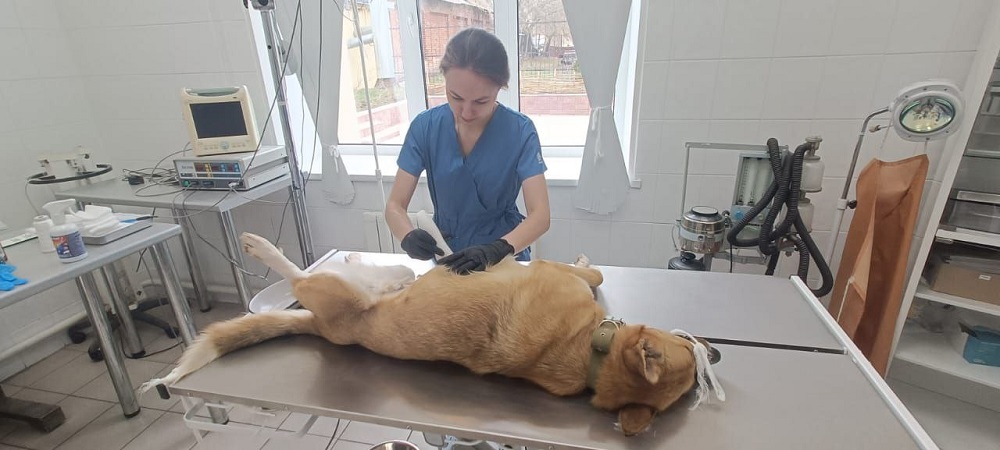 В Ульяновской области приступили к бесплатной стерилизации собак