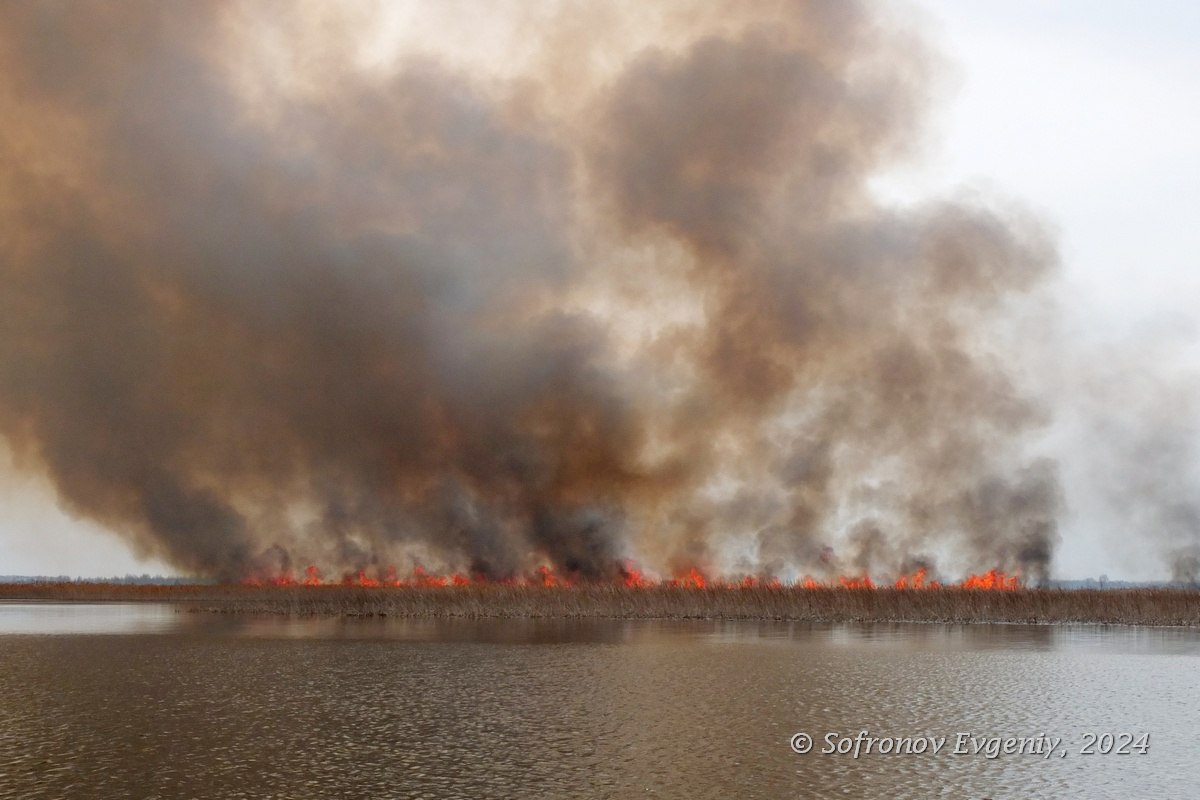 Было слышно, как взрывались колёса: в Берёзовском заливе загорелся камыш и спалил «Ниву»
