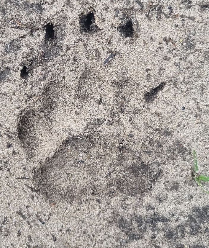 Около Дедяшевки обнаружили следы медведя