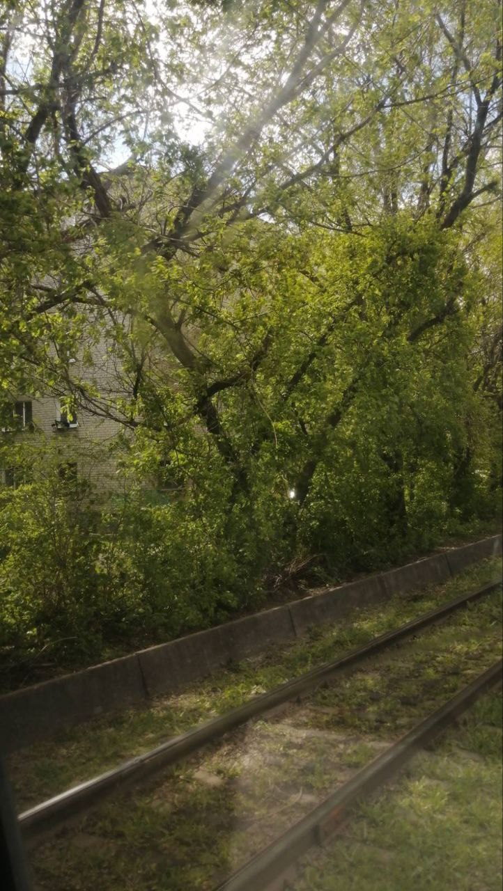 На Московском шоссе на трамвайные пути упало дерево