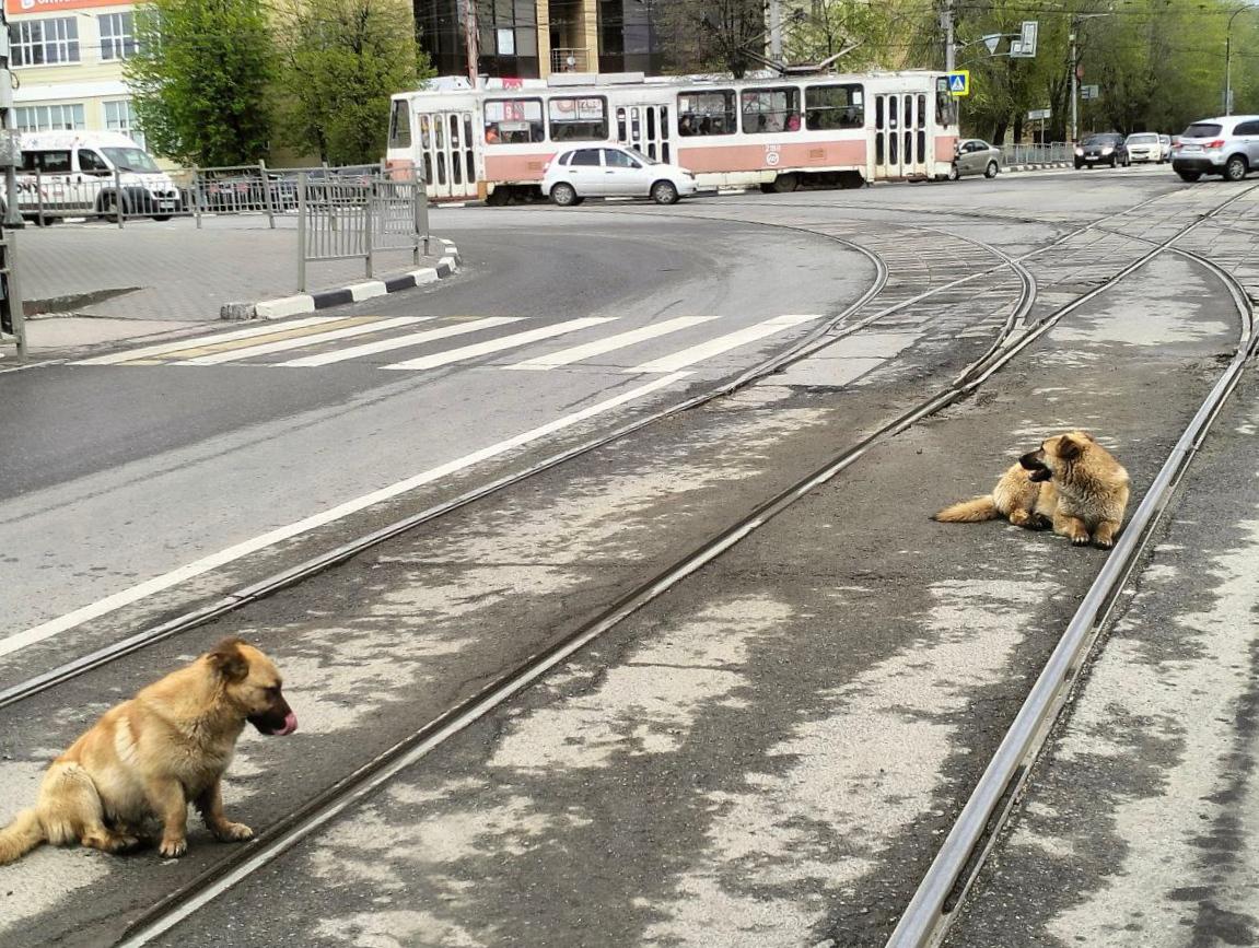 В Ульяновске из-за ремонта путей трамваи изменят маршруты