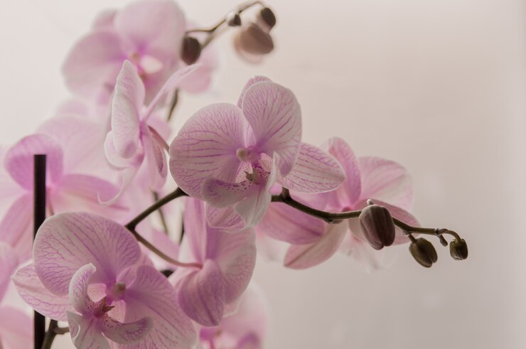 В Ульяновске уничтожили партию опасных орхидей