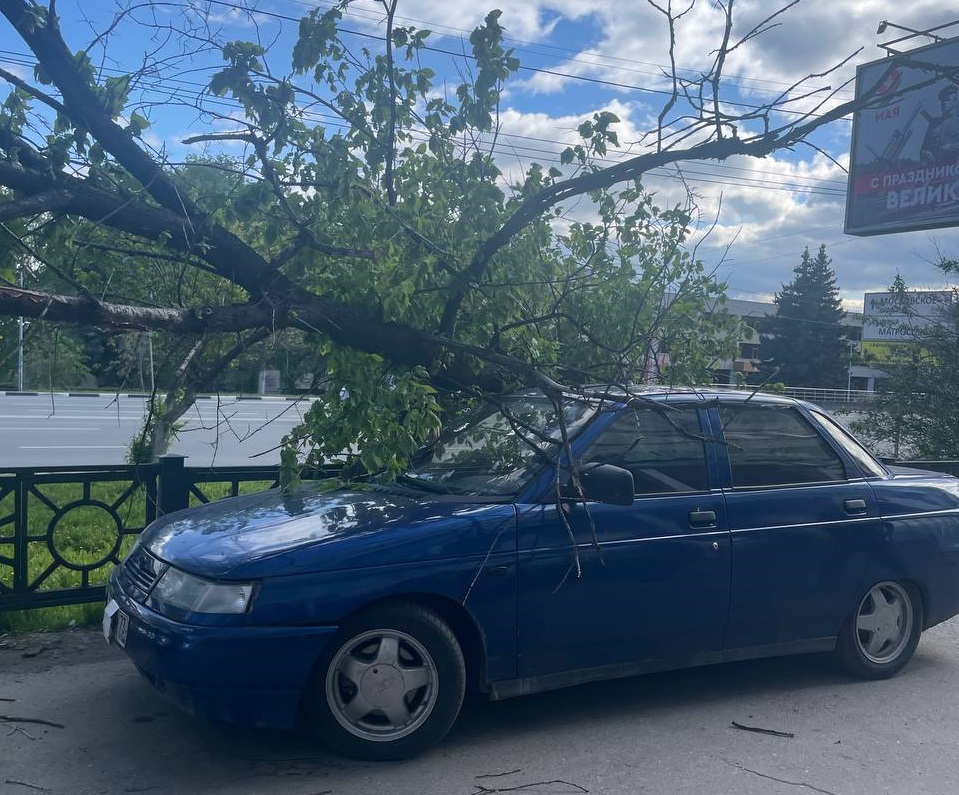 Карма настигла: на Минаева «не установленное дерево» упало на «неустановленный автомобиль»
