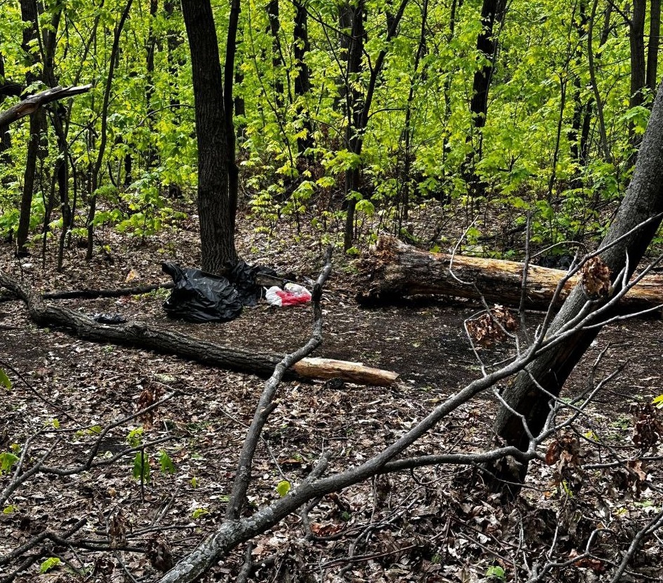 В парках Ульяновска вырубят десятки деревьев